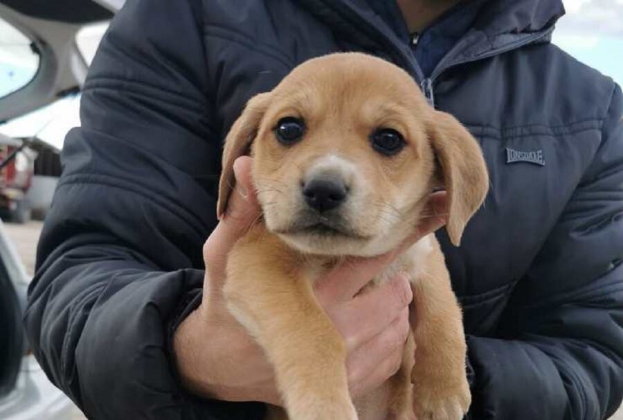 cuccioli abbandonati a foggia