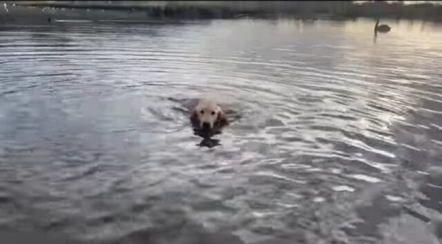 Cucciolo di Golden Retriever nuota per la prima volta (VIDEO)