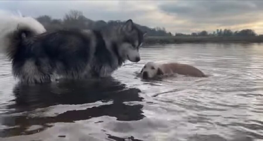 cucciolo di golden retriever nuota per la prima volta