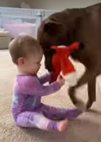 Dolce cagnolino gioca con un bambino per la prima volta (VIDEO)