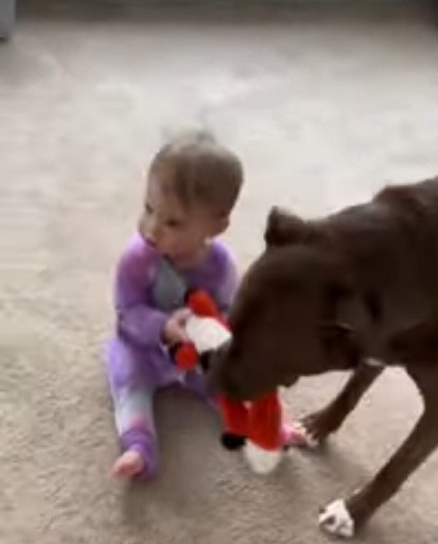 dolce cagnolino gioca con un bebè