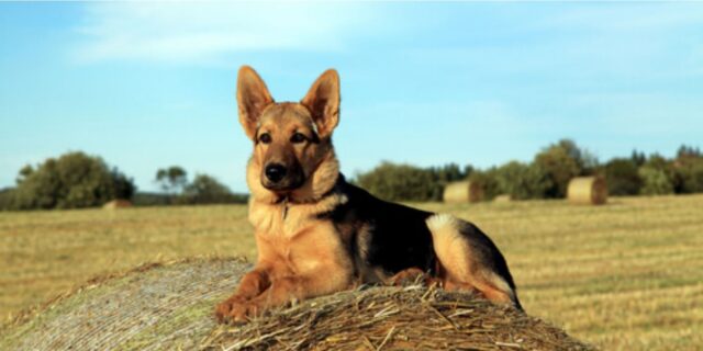 Un cane ha salvato la sua famiglia da un attacco di un orso e poi è stato abbandonato