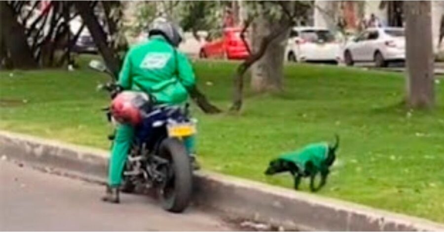 cane fattorino accompagna il suo padrone a consegnare i pacchi e le lettere