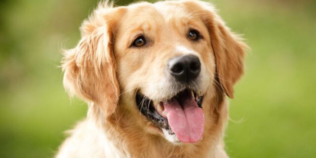 Golden retriever finge di non conoscere il suo padrone e si unisce ad un’altra famiglia per rimanere ancora al parco