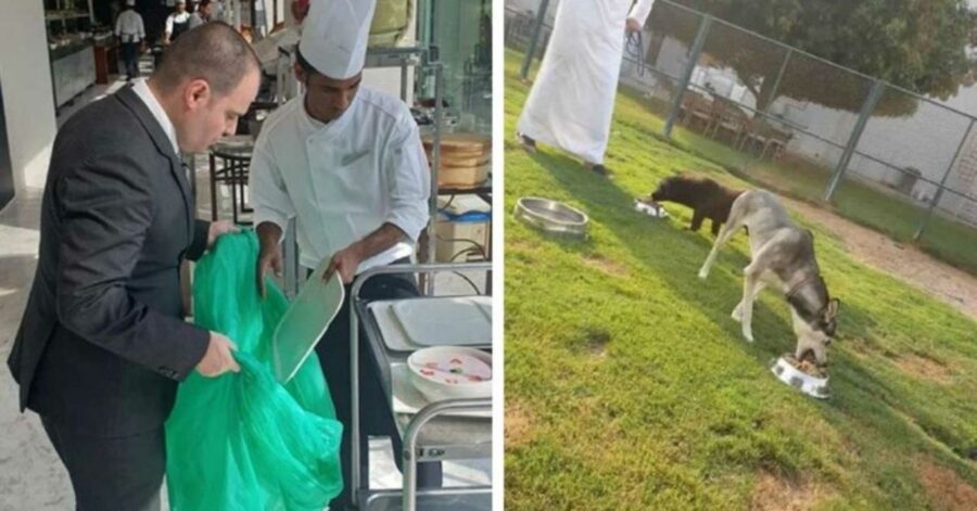 hotel di lusso di Abu Dhabi dona giornalmente il cibo avanzato al rifugio per animali