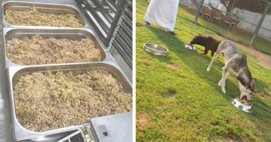 hotel di lusso di Abu Dhabi dona giornalmente il cibo avanzato al rifugio per animali