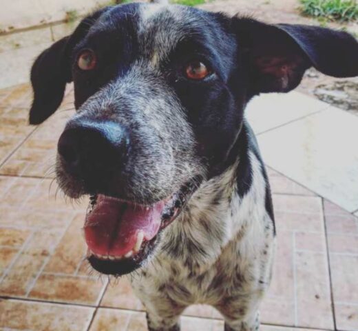 Cucciolo di cane impostore: leggiamo insieme cosa è successo