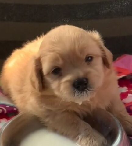 Cucciolo di cane si addormenta mentre beve il latte, è dolcissimo