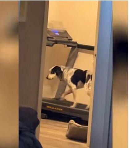 Cucciolo di cane che cammina al tapis roulant pur di giocare