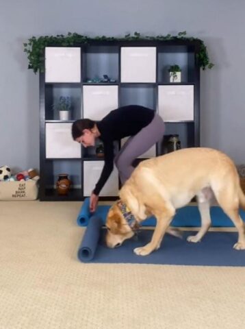 Cucciolo di cane fa yoga in maniera impeccabile: le immagini