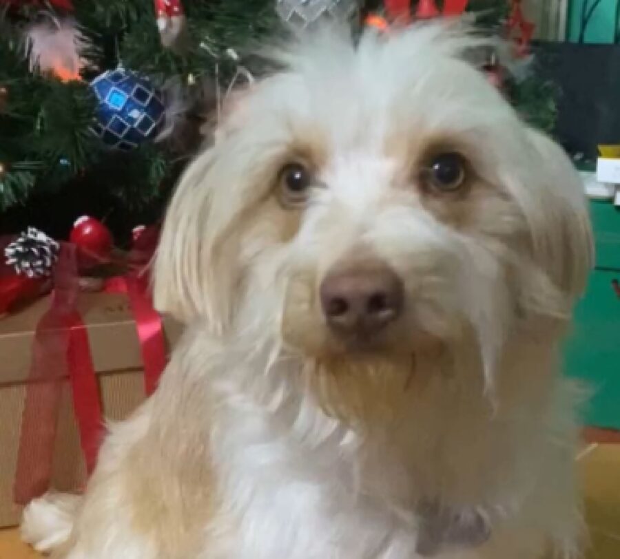 cagnolina davanti albero natale