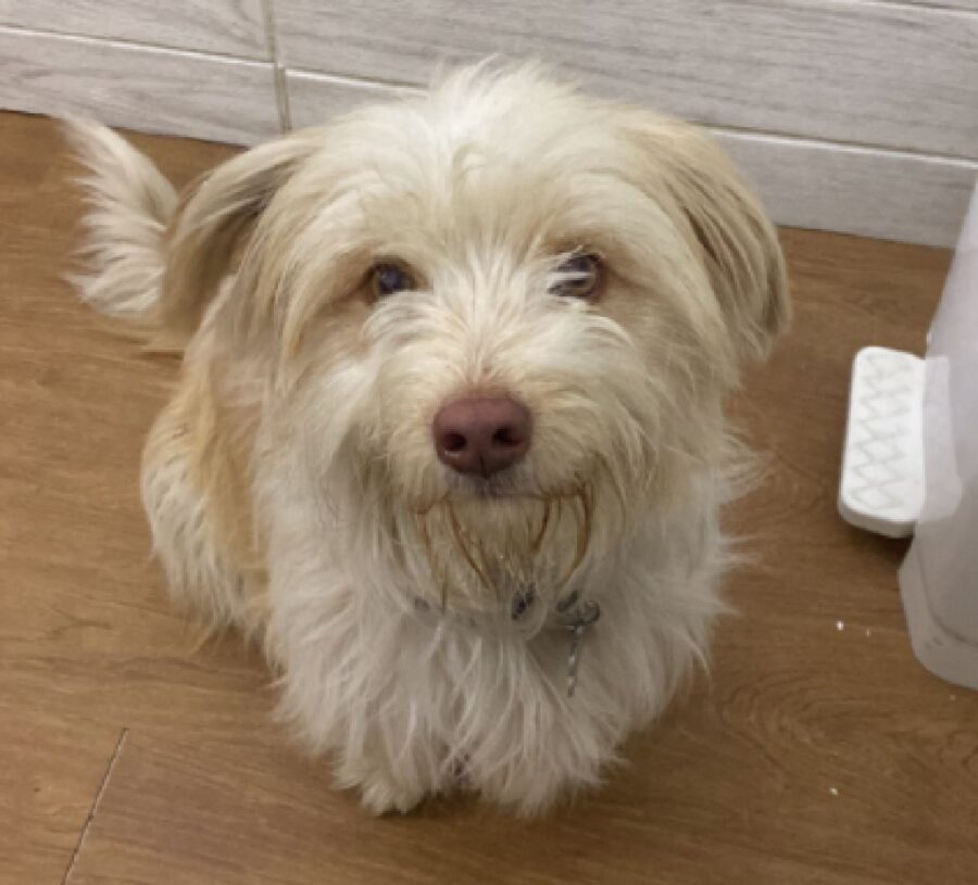 cagnolina bella naso scuro 