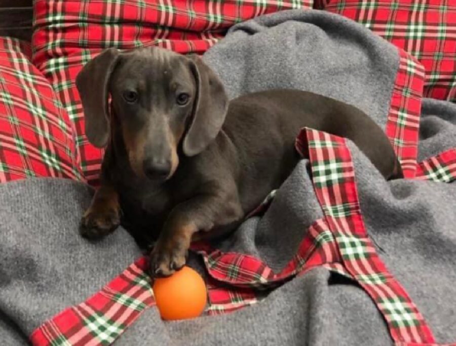 cagnolino bassotto pelo raso 