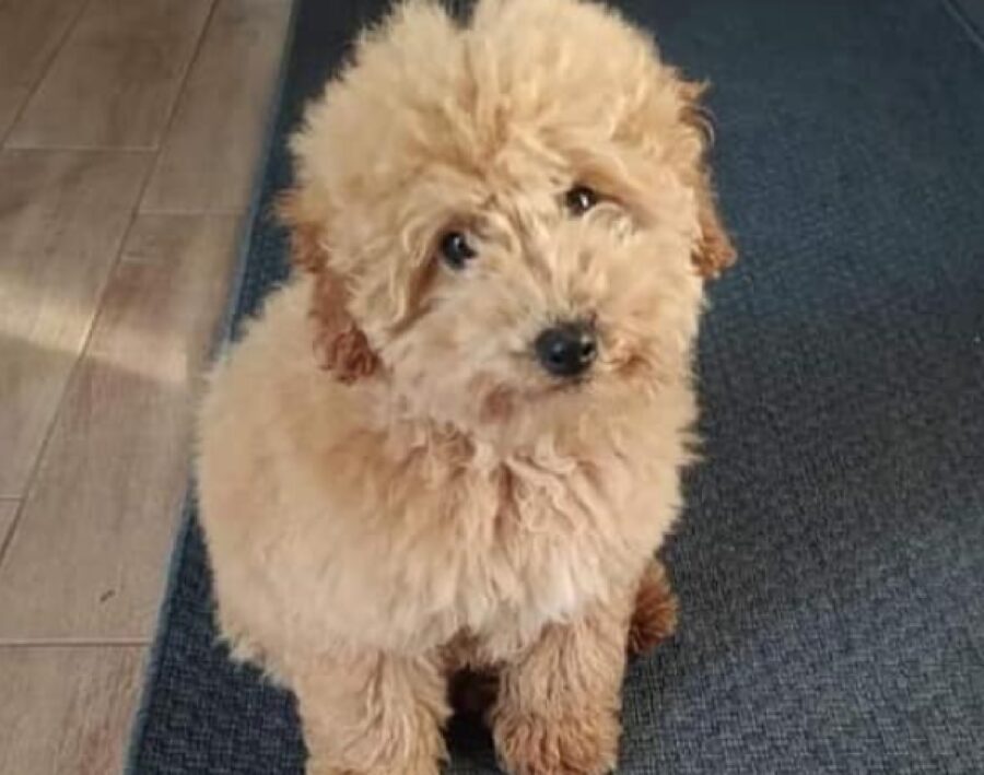 cane barboncino red pelo medio 