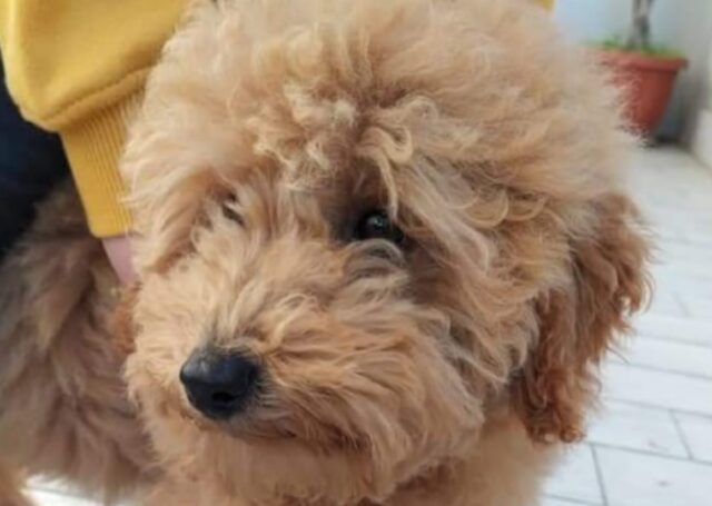 Nola, rapito all’interno della propria abitazione un cane di nome Totò, si cerca dappertutto questo Barboncino red