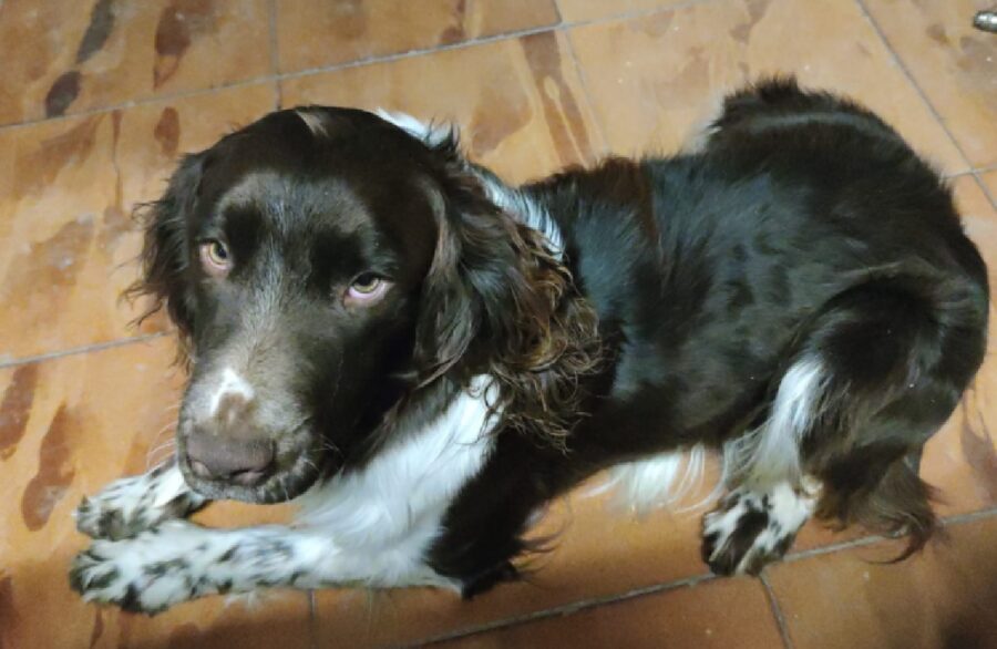 cane rex pelo molto scuro 