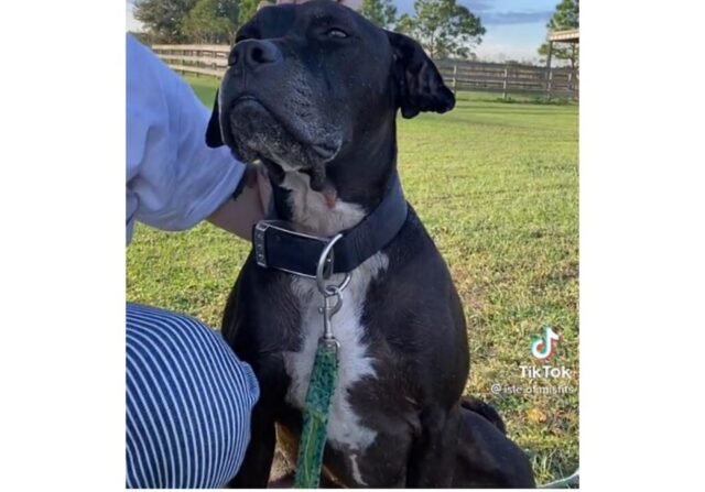 Cucciolo di cane cerca di farsi accogliere in un rifugio