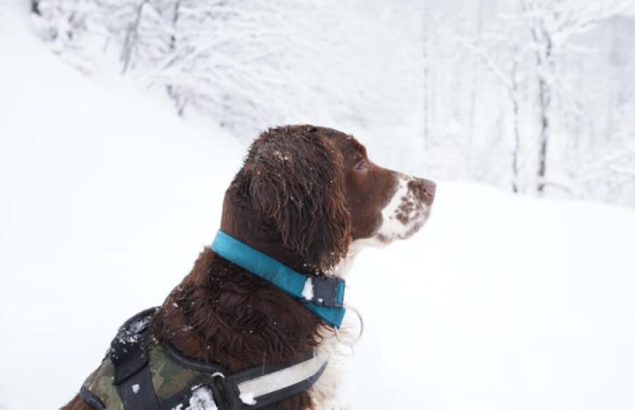 cane indossa collare azzurro 