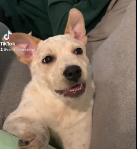 Cucciolo di cane sordo fa qualcosa di dolce per noi