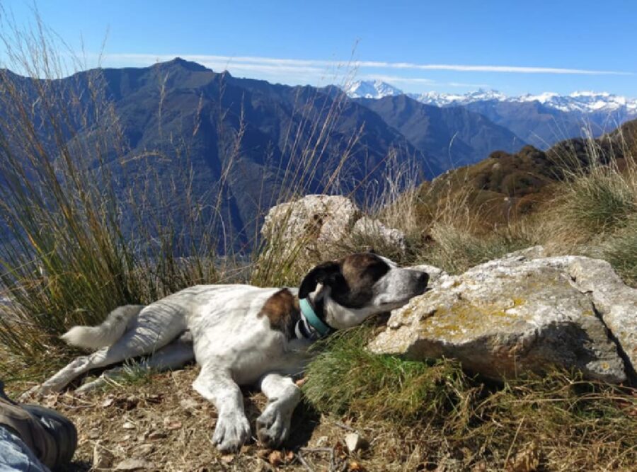 cane sfondo altura montagna 