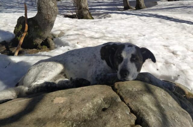 Reggimonti, smarritosi tra i sentieri di montagna, l’appello per salvare il cane Pedro