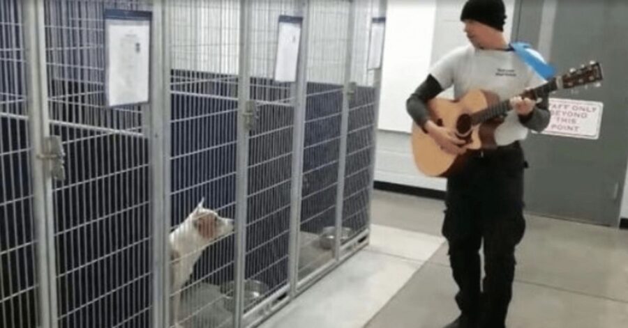 Canta e suona la chitarra in un rifugio per calmare e rilassare i cani