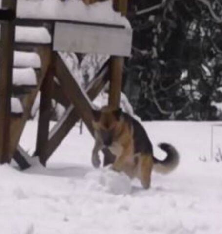 Cucciolo di cane che gioca con la neve come fosse un bambino (VIDEO)