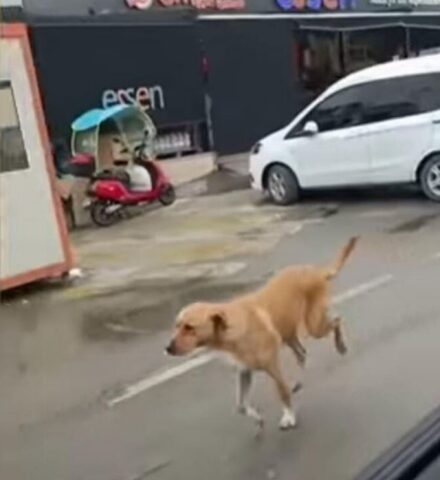 Cucciolo di cane insegue la polizia per ordinare il cibo: la sua storia