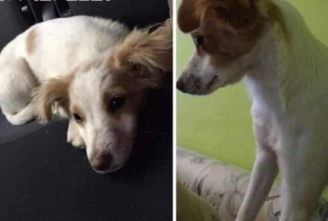 Spino d’Adda, sul piccolo Snoopy ancora non si scopre nulla, smarrito il cagnolino di 7 anni