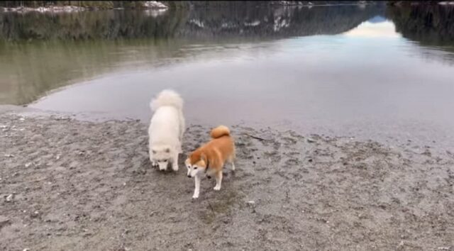 Splendidi cagnolini visitano un parco per cani per la prima volta (VIDEO)