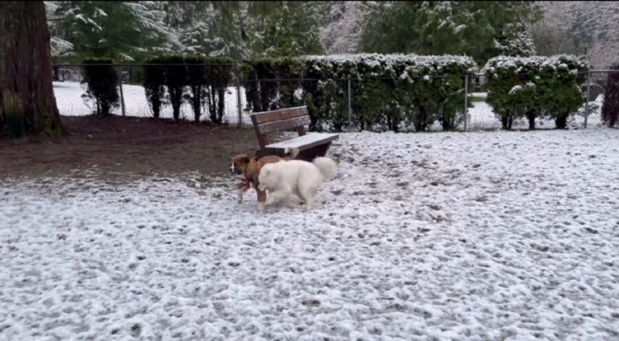 splendidi cagnolini visitano un parco per cani per la prima volta