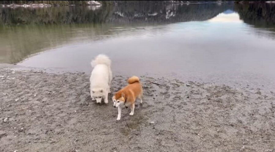 video di due splendidi cagnolini
