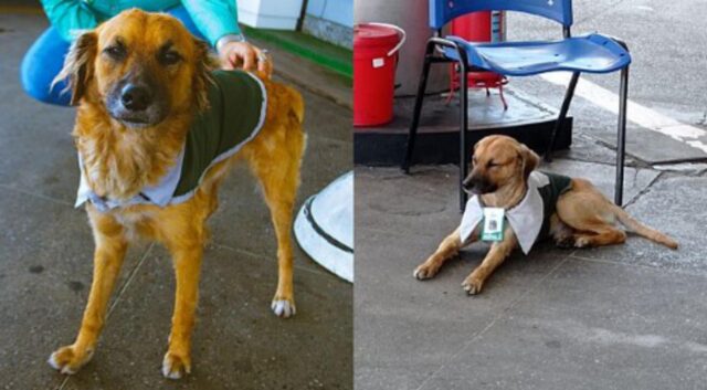 La stazione di servizio adotta un cane che diventa il loro miglior dipendente