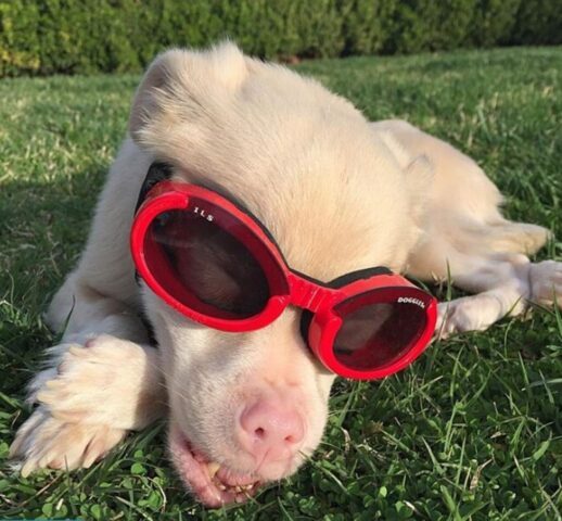 Cucciolo di cane particolare sorride per la felicità di avere una famiglia