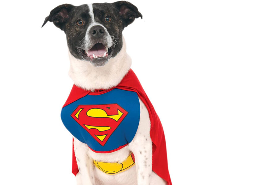 cane con vestito da superman