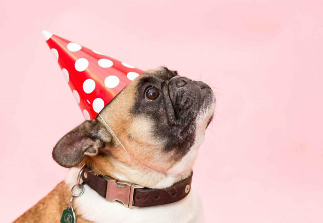 5 vestiti di Carnevale per cani anziani, i più eleganti e divertenti