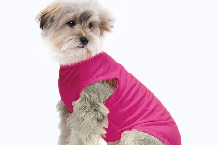 cane con maglietta rosa