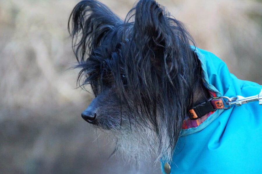 cane vecchietto con vestito