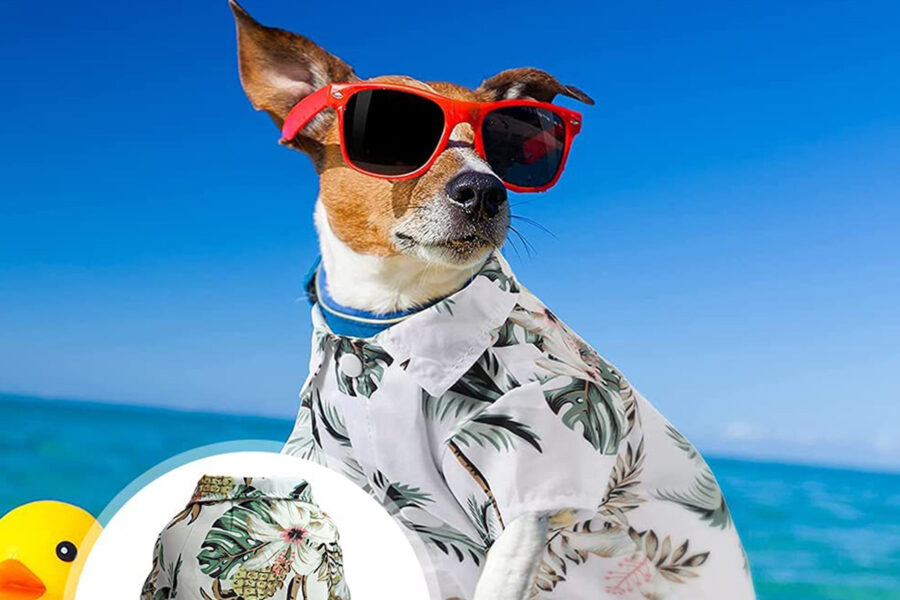cane con gli occhiali da sole al mare