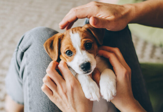 5 vestiti leggeri per cuccioli di cane, i più belli e comodi