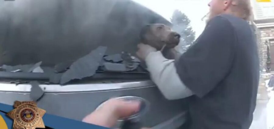 cane intrappolato in macchina in fiamme