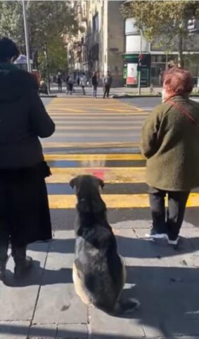 Cucciolo di cane aspetta il suo turno per attraversare