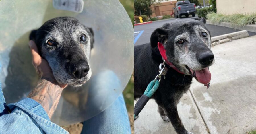 Adotta un cane di 16 anni per regalargli gli ultimi momenti di felicità