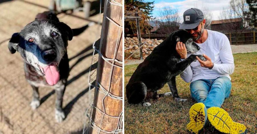 Adotta un cane di 16 anni per regalargli gli ultimi momenti di felicità