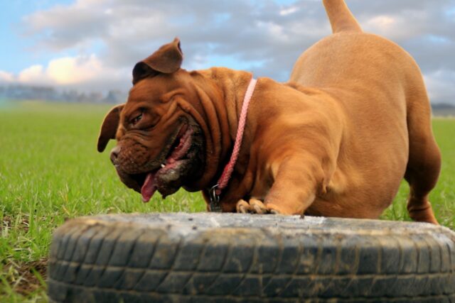 3 modi migliori per mantenere attivo mentalmente il cane