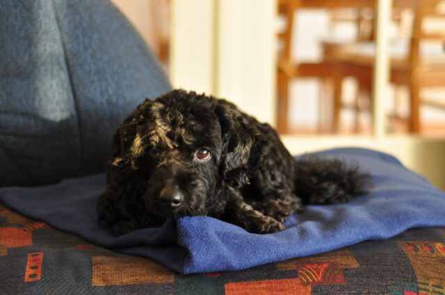 4 buone ragioni per cui vale la pena adottare un cane dal pelo nero