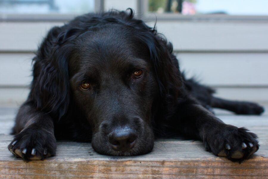 cane tenero