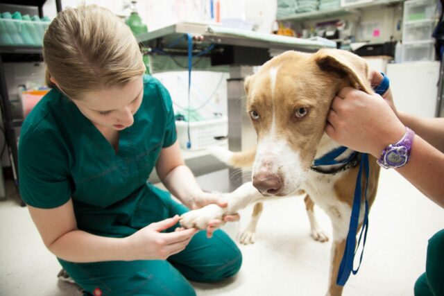 4 consigli per preparare il tuo cane per la visita dal veterinario