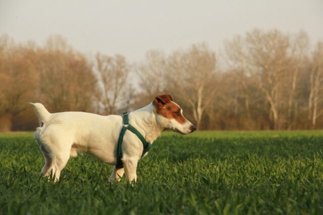 4 consigli preziosi per far socializzare al meglio il tuo cane