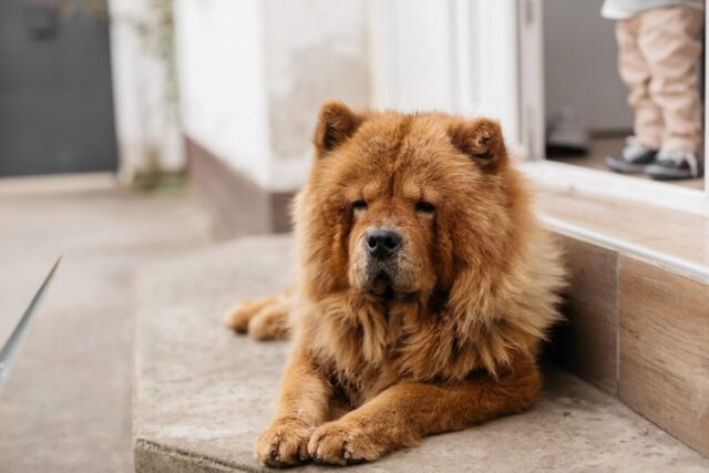 5 accessori per un pelo perfetto del cane anziano, i più efficaci